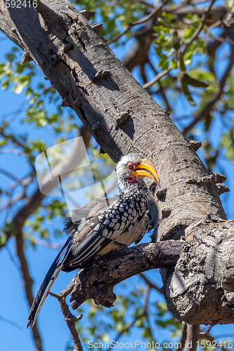 Image of bird red-billed hornbill, Namibia, Africa wildlife