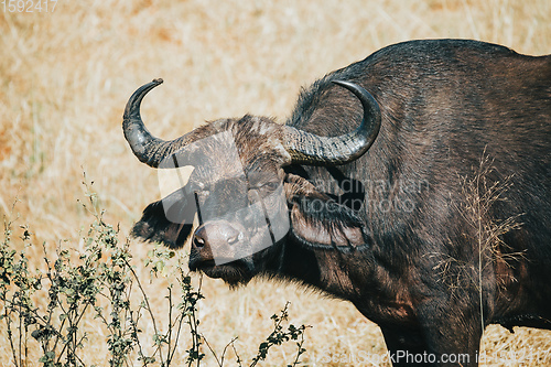 Image of Cape Buffalo at Chobe, Botswana safari wildlife