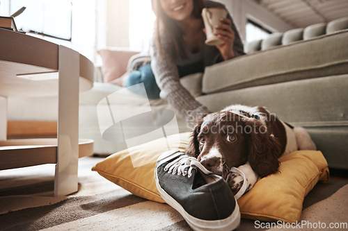 Image of Animal, pet and dog with shoes in living room for playful behaviour, happiness and relax with owner at home. Training, domestic pets and woman on sofa with cute, adorable and furry puppy bite sneaker