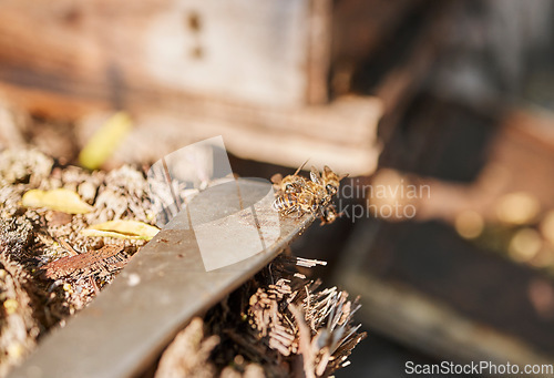 Image of Focus on bees in hive, farming of honey production and organic environmental industry of sustainable beekeeping with tools. Agriculture industry, garden with wildlife insects and harvest honeycomb