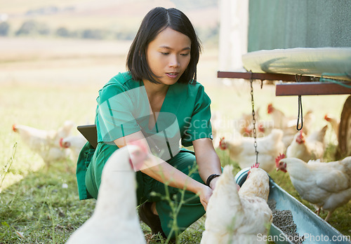 Image of Chicken farm, vet and poultry farming with an asian woman feeding animals outdoor for health or a healthcare check. Nurse, animal doctor or veterinary with chickens in countryside for sustainability