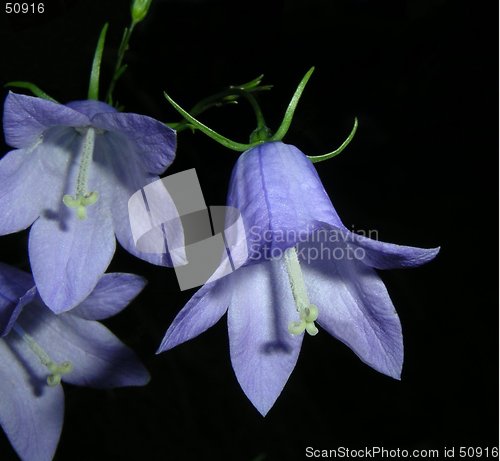 Image of Bluebells 06.11.2005