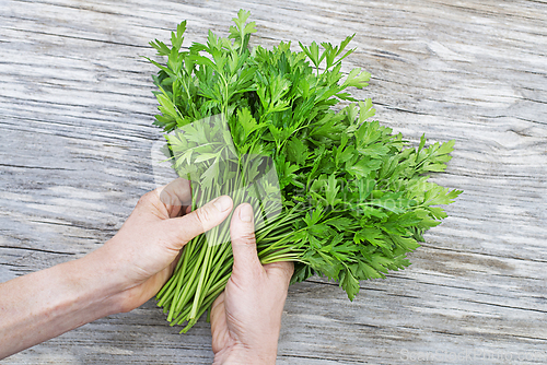 Image of Parsley