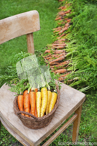 Image of Carrot