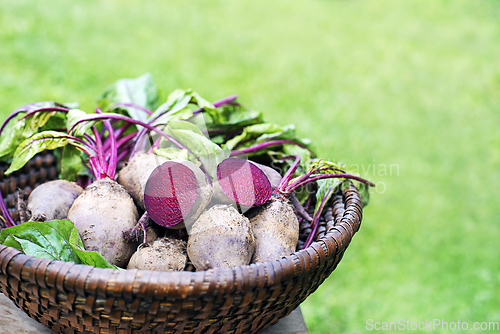 Image of Beetroot