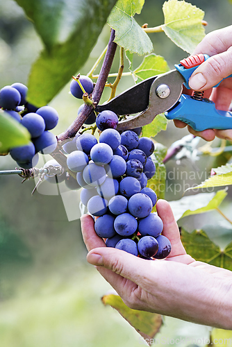 Image of Grapes harvest