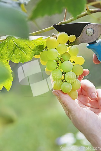 Image of Grapes white cutting prune