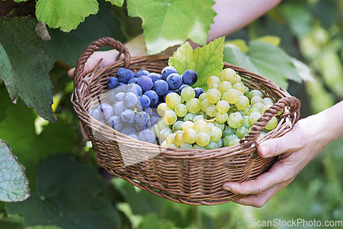 Image of Grapes harvest