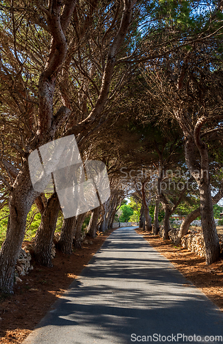 Image of Alley of pine trees along a narrow road. Sicily