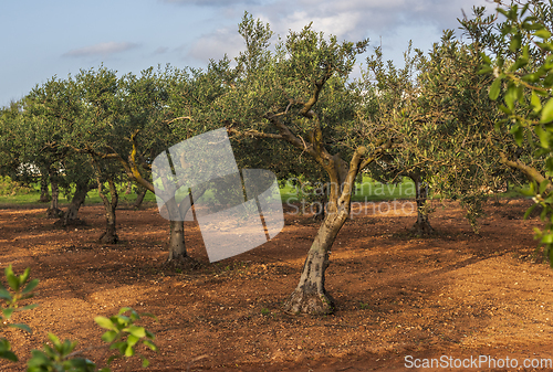 Image of Orchard with olive trees, late spring, Sicily