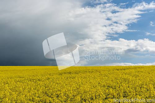 Image of Oilseed Rape field in flower in summertime