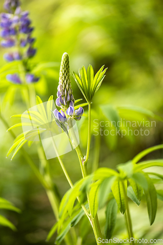 Image of Shot of a lupin, lupine or regionally as a bluebonnet. 