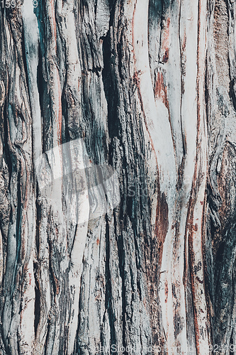 Image of dry tree bark texture and background