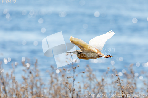 Image of flying bird Squacco Heron, Chobe, Botswana wildlife