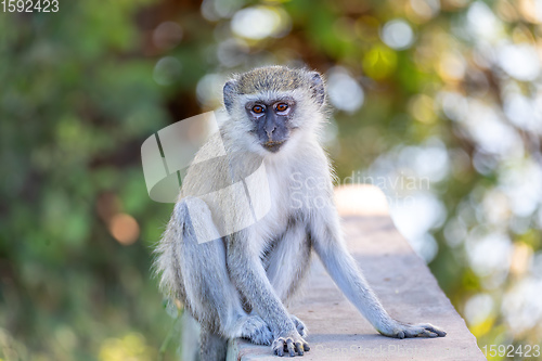 Image of Vervet monkey, Chlorocebus pygerythrus, Botswana