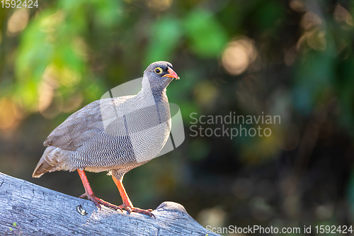 Image of ed-billed francolin, Botswana Africa safari wildlife