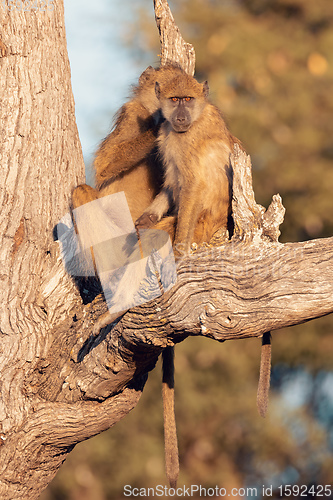 Image of monkey Chacma Baboon, Namibia Africa safari wildlife