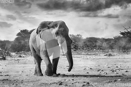 Image of African Elephant in Namibia, Africa safari wildlife