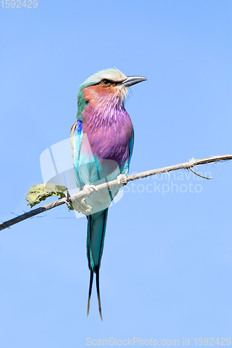 Image of Lilac-brested roller, africa safari wildlife