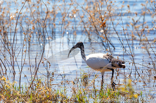 Image of bird African Sacred Ibis, Botswana safari wildlife