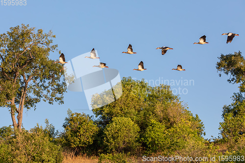 Image of flock of birds Egyptian goose, Chobe river, Botswana Africa