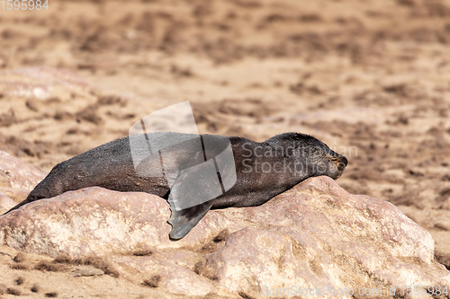 Image of african carnivore brown seal in Cape Cross, Namibia