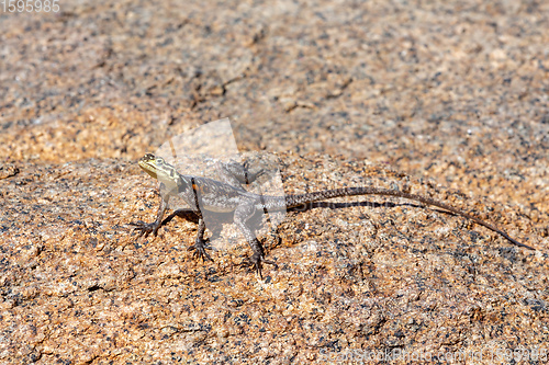 Image of Namib rock agama Namibia Africa wildlife