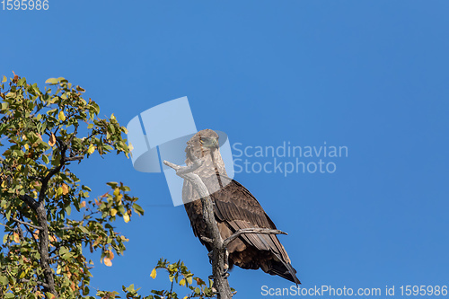 Image of majestic tawny eagle Botswana Africa safari wildlife