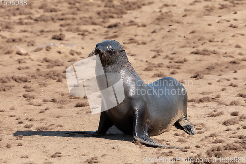 Image of african carnivore brown seal in Cape Cross, Namibia