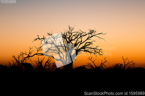 Image of African sunset with tree in front