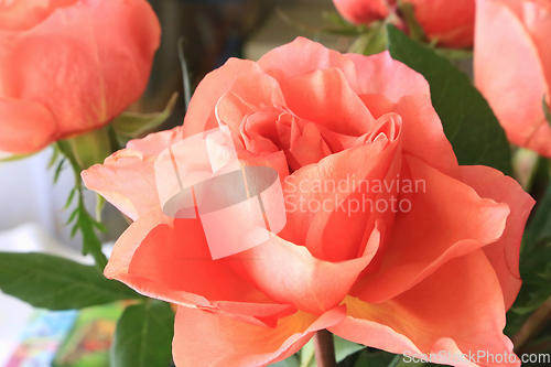 Image of Beautiful delicate roses 