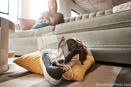 Image of Pet, animal and dog with shoes in living room for playful, happiness and relaxing with owner at home. Training, domestic pets and woman on sofa with cute, adorable and furry puppy bite sneaker