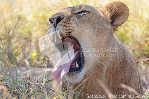 Image of resting young lions Botswana Africa safari wildlife