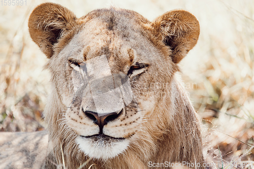 Image of resting young lions Botswana Africa safari wildlife