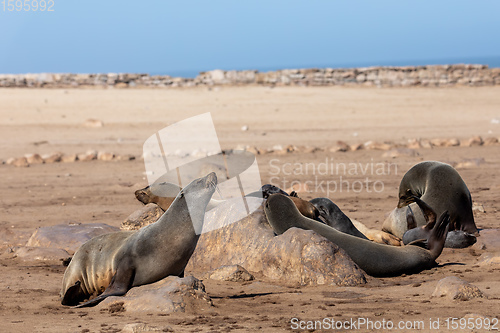 Image of african carnivore brown seal in Cape Cross, Namibia