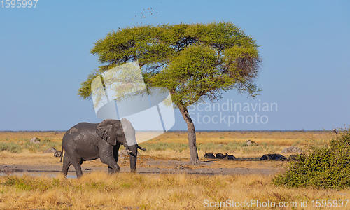 Image of African Elephant, Botswana safari wildlife