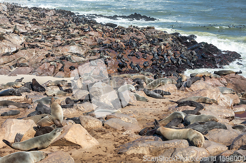 Image of african carnivore brown seal in Cape Cross, Namibia