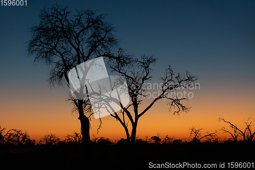 Image of African sunset with tree in front