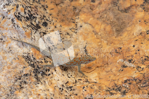 Image of night gecko in namib desert, Namibia wildlife