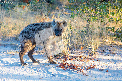 Image of cute young Spotted hyena, Botswana Africa wildlife