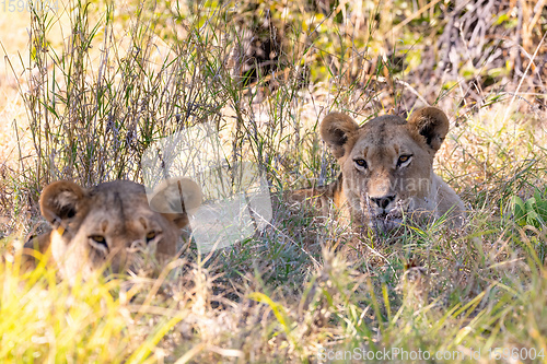 Image of resting young lions Botswana Africa safari wildlife
