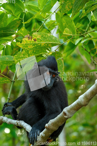 Image of Celebes crested macaque, Sulawesi, Indonesia wildlife