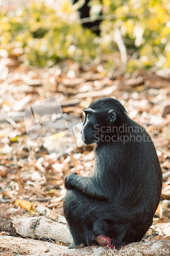 Image of Celebes crested macaque, Sulawesi, Indonesia wildlife