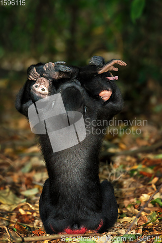 Image of sulawesi monkey with baby Celebes crested macaque