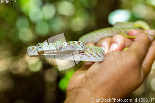 Image of Asian Vine Snake, north Sulawesi, Indonesia wildlife