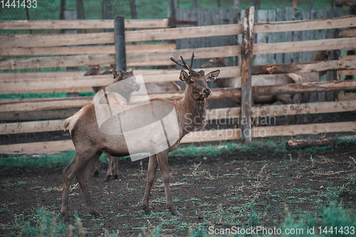 Image of marals on farm in Altay