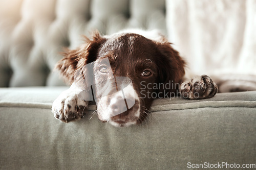 Image of Adorable dog, tired and sofa lying bored in the living room looking exhausted or cute with fur at home. Portrait of relaxed animal, pet or puppy with paws on the couch interior relaxing at the house
