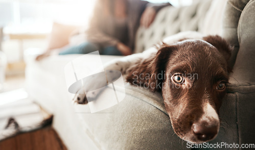 Image of Adorable sad dog, relax and sofa lying bored in the living room looking cute or tired with fur at home. Portrait of relaxed animal, pet or puppy with paws on the couch interior relaxing at the house