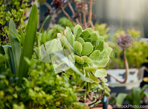 Image of Succulents, plants and garden with flowers for summer, zen and peace with outdoor gardening. Spring, trees and zoom of peaceful floral ecology in nature, nursery or environmental botanical park