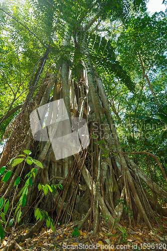 Image of tree tops in the rain forrest north sulawesi, indonesia